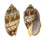VOLUTIDAE CYMBIOLA VESPERTILIO shell