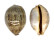 CYPRAEIDAE LEPOCYPRAEA MAPPA shell