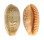 CYPRAEIDAE CYPRAEA CHINENSIS CHINENSIS shell