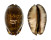 CYPRAEIDAE MAURITIA ARABICA shell