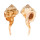 RANELLIDAE CYMATIUM SPRINGSTEENI shell