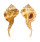 RANELLIDAE CYMATIUM SPRINGSTEENI shell