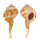 RANELLIDAE CYMATIUM SPRINGSTEENI shell
