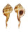 RANELLIDAE CYMATIUM SPRINGSTEENI shell