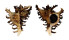 MURICIDAE CHICOREUS RAMOSUS shell