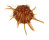SPONDYLIDAE SPONDYLUS MULTILAMELLATUS shell