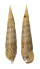 CERITHIIDAE PSEUDOVERTAGUS NOBILIS shell