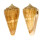 CONIDAE KIOCONUS VANVILSTERENI shell