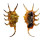 STROMBIDAE LAMBIS SCORPIO shell