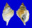 PERSONIDAE DISTORSIO RETICULARIS shell