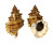 BURSIDAE TUTUFA TENUIGRANOSA shell