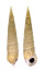 CERITHIIDAE PSEUDOVERTAGUS NOBILIS shell