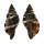 RANELLIDAE CYMATIUM PILEARE shell