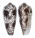 CONIDAE CONUS EPISCOPATUS shell