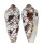 CONIDAE CONUS EPISCOPATUS shell