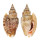 STROMBIDAE STROMBUS AURISDIANAE shell