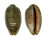 CYPRAEIDAE MAURITIA EGLANTINA shell