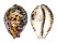 CYPRAEIDAE CYPRAEA TIGRIS shell