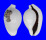 OVULIDAE OVULA OVUM shell