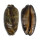 CYPRAEIDAE MAURITIA EGLANTINA shell
