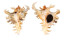 MURICIDAE CHICOREUS RAMOSUS shell