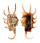 STROMBIDAE LAMBIS SCORPIO shell
