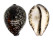 CYPRAEIDAE CYPRAEA TIGRIS shell