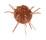 SPONDYLIDAE SPONDYLUS REGIUS shell