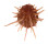 SPONDYLIDAE SPONDYLUS REGIUS shell