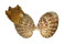 CARDITIDAE CARDITES BICOLOR shell