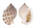 CASSIDAE PHALIUM BISULCATA BOOLEYI shell