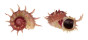 ANGARIIDAE ANGARIA SPHAERULA shell