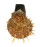 SPONDYLIDAE SPONDYLUS SETIGER shell