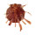 SPONDYLIDAE SPONDYLUS MULTILAMELLATUS shell