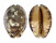 CYPRAEIDAE MAURITIA ARABICA GIBBA shell