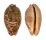 CYPRAEIDAE LEPOCYPRAEA MAPPA shell