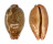 CYPRAEIDAE LEPOCYPRAEA MAPPA shell