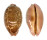 CYPRAEIDAE LEPOCYPRAEA MAPPA shell
