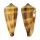 CONIDAE CONUS FURVUS NEOBUXEUS shell