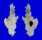 MURICIDAE PTERYNOTUS ELONGATUS shell