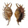 STROMBIDAE LAMBIS MILLEPEDA shell