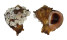 MURICIDAE RAPANA RAPANIFORMIS shell