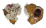MURICIDAE RAPANA RAPANIFORMIS shell