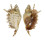 STROMBIDAE LAMBIS MILLEPEDA shell