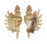 STROMBIDAE LAMBIS MILLEPEDA shell