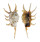 STROMBIDAE LAMBIS SCORPIO shell