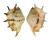 STROMBIDAE LAMBIS LAMBIS shell
