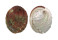 HALIOTIDAE HALIOTIS ASSIMILIS shell