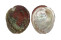 HALIOTIDAE HALIOTIS ASSIMILIS shell