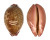 CYPRAEIDAE LEPOCYPRAEA MAPPA PANERYTHRA shell